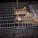 Raccoon Control in Brick Township, New Jersey