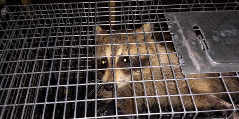 Raccoon Control in Ocean Township, New Jersey