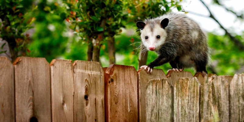 Possum Control in Long Branch, New Jersey