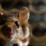 Rodent Control in Jackson Township, New Jersey