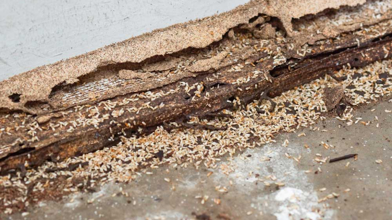 Termite Prevention in Ocean Township, New Jersey