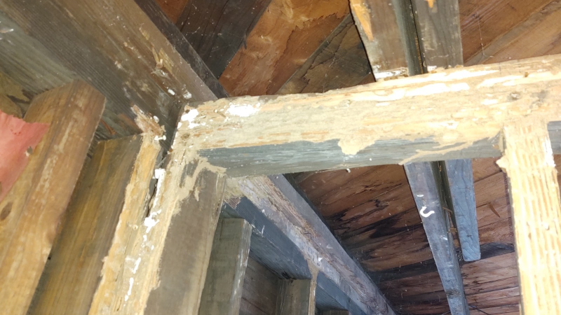 Termite Inspection in Monmouth Beach, New Jersey