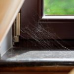 Spider Control in Ocean Township, New Jersey
