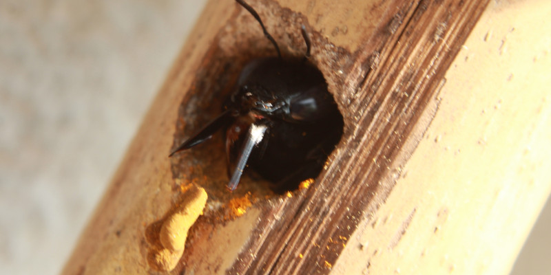 How to Tell if You Need Carpenter Bee Treatment