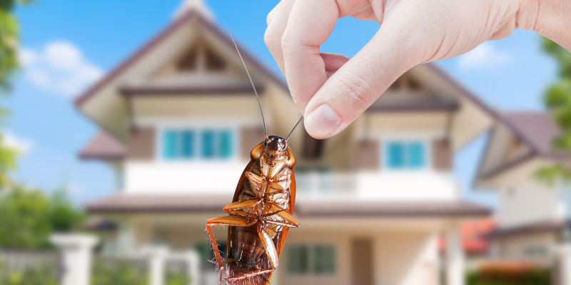 Cockroach Control in Ocean Township, New Jersey