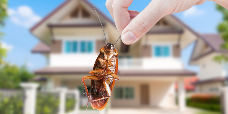 Pest Control in Monmouth Beach, New Jersey