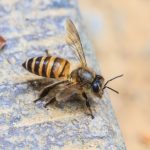 Carpenter Bee Treatment