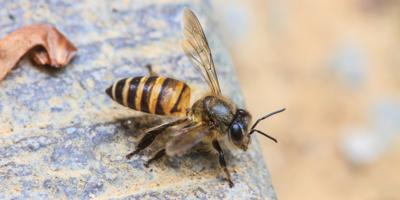 Carpenter Bee Treatment in Ocean Township, New Jersey