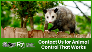 Get Rid of Unwanted Rodents in Your House